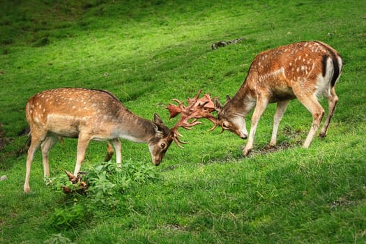 Deer Fight on the Pasture in Germany