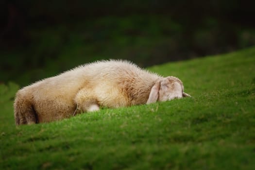 White Sheep Sleeping on the Slope of a Hill