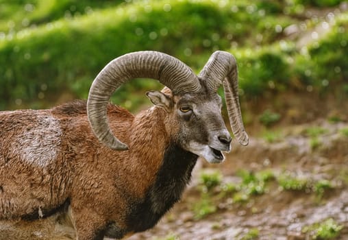 Portrait of Ram on the Pasture, Germany