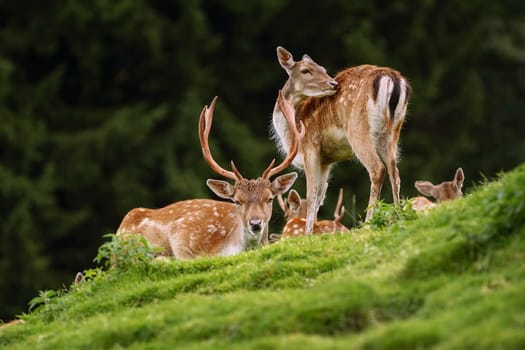 Deers near the Forest on the Slope of a Hill