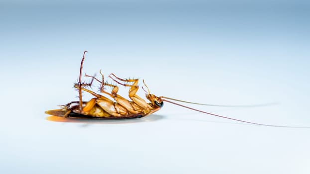 Macro close up one cockroach lay dead isolated on white blue background, Small brown insect, animal that are dirty, disgust, creepy, disturb, destroy and contagion, Pest control with copy space, 16:9