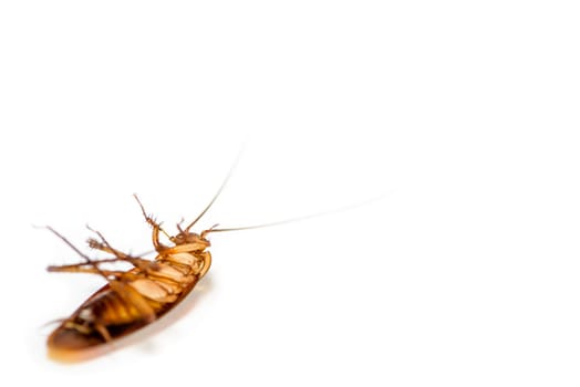 Macro close up one cockroach lay dead isolated on white background, Small brown insect with wing, animal that are dirty, disgust, creepy, disturb, destroy and contagion, Pest control with copy space