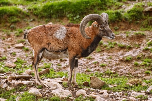 Big Brown Ram Standing near the Pasture