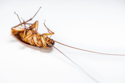Macro close up one cockroach lay dead isolated on white background, Small brown insect with wing, animal that are dirty, disgust, creepy, disturb, destroy and contagion, Pest control with copy space