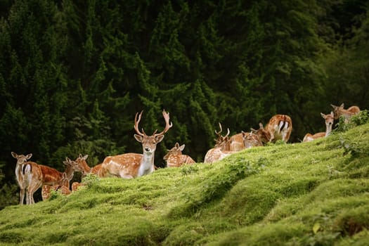 Deer Grazing near the Forest on the Slope of a Hill