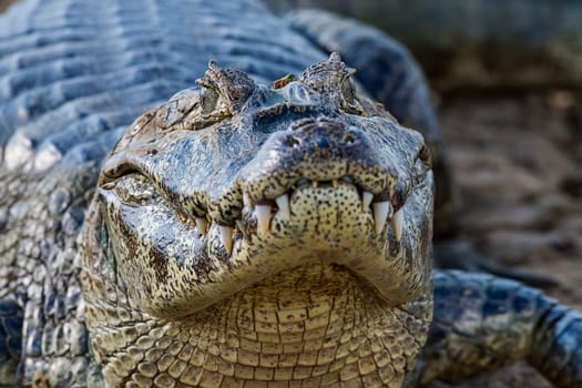 Spectacled caiman (Caiman crocodilus yacare),portrait,frontal,Pantanal,Mato Grosso,Brazil