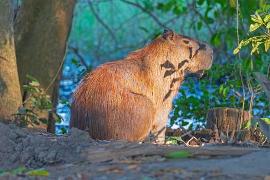 Capybara on a Secluded River Bank on the Pantanal in Brazil