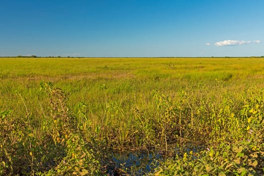 Looking out over the grasslands of the Pantanal in Brazil