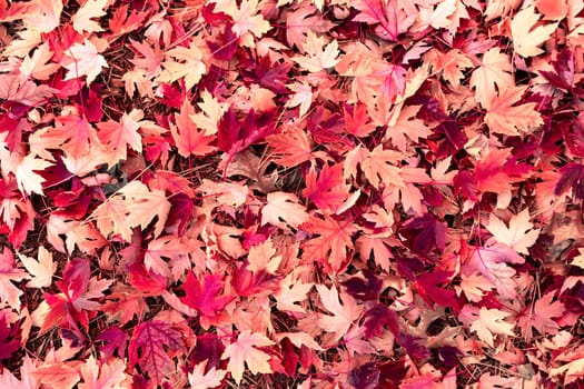 Colorful autumn leaves background