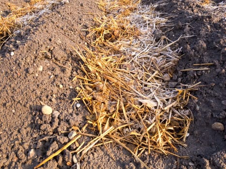 Rimy sheep dung with straw in rows of vegetable garden soil