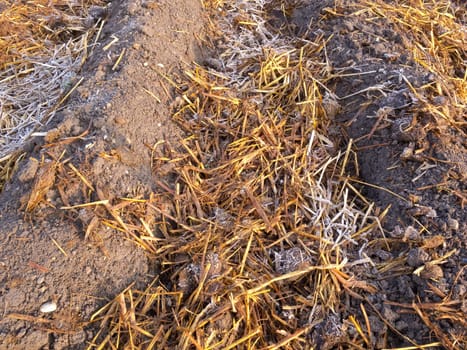 Rimy sheep dung with straw in rows of vegetable garden soil