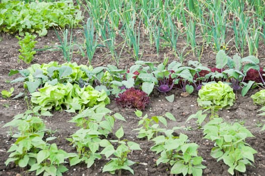 Fresh young string bean plants,lettuce and kohlrabi plants on a vegetable garden patch