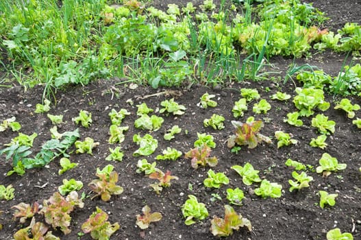 Fresh young green and red lettuce plants on a sunny vegetable garden patch