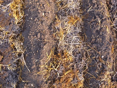 Rimy sheep dung with straw in rows of vegetable garden soil