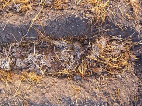 Rimy sheep dung with straw in rows of vegetable garden soil