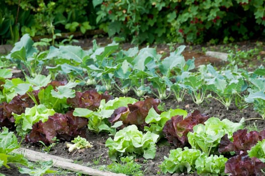 Fresh young green and red lettuce plants on a sunny vegetable garden patch