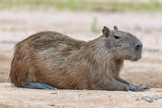 Capybara or capybara (Hydrochoerus hydrochaeris) rests relaxed on a sandbank,Pantanal,Mato Grosso,Brazil