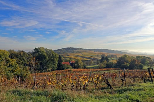 Vineyards between Malschenberg and Rauenberg in the western Kraichgau