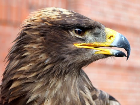 steppe eagle