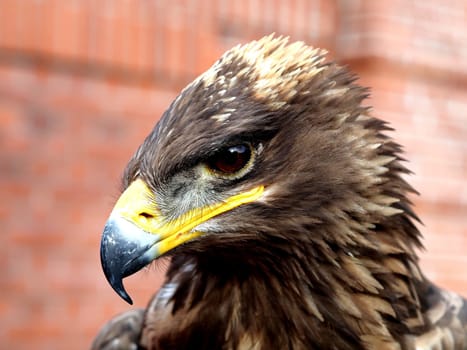 steppe eagle