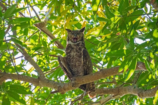 A Great Horned Owl Yawning in the Canopy in the Pantanal in Brazil
