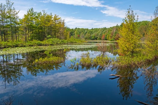 Quiet Reflections on a Flooded Lost Lake in Muskegon State Park in Michigan