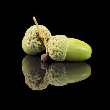 Autumn oak tree fruit, acorns,  isolated on black background, mirror reflection, close up