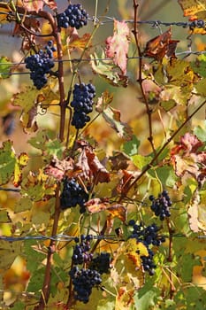 Blue Portugieser grapes on Letzenberg near Malschenberg
