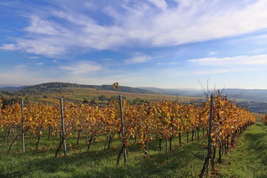 Autumn rows of vines on the Letzenberg near Malschenberg