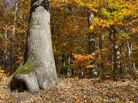Forest in autumn leaf color, deciduous trees with lush foliage