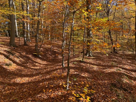 Forest in autumn leaf color, deciduous trees with lush foliage