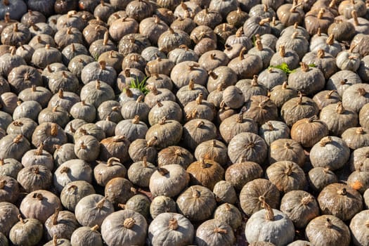 Pumpkin on market. A large collection of colorful pumpkins or gourds on market on a sunny autumn day. Beautiful background for natural health and nutrition concept.