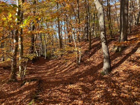 Forest in autumn leaf color, deciduous trees with lush foliage