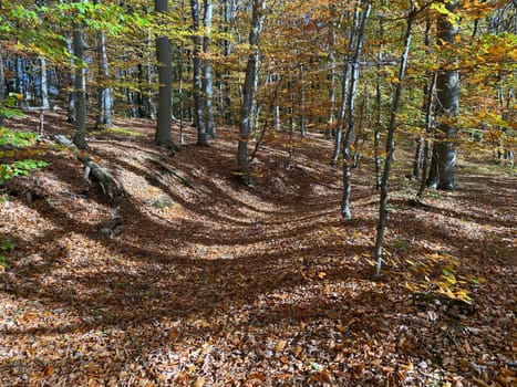 Forest in autumn leaf color, deciduous trees with lush foliage