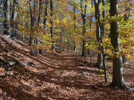 Forest in autumn leaf color, deciduous trees with lush foliage