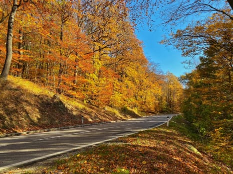 Country Road Through Autumn Forest, landscape in autumn leaf colors