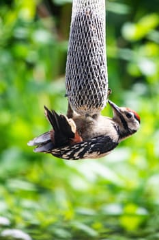 Great spotted woodpecker at feeding site