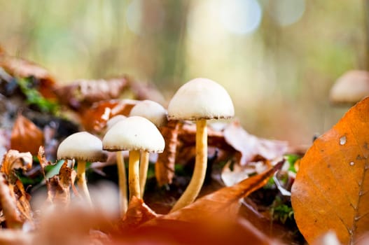 autumn mushroom group from sulfur head