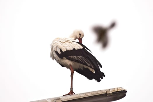 Stork on street lamp on white background