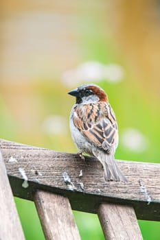 Sparrows at the feeding