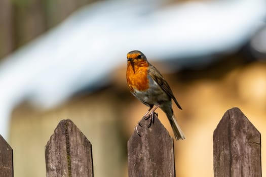 Robin