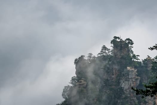 Tree growing on the top of a stone pillar of Tianzi mountains in Zhangjiajie National park which is a famous tourist attraction, Wulingyuan, Hunan Province, China
