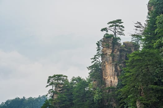Tree growing on the top of a stone pillar of Tianzi mountains in Zhangjiajie National park which is a famous tourist attraction, Wulingyuan, Hunan Province, China
