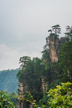 Vertical view of the single tree growing on top of the stone pillar of Tianzi mountains in Zhangjiajie National park, a famous tourist attraction, Wulingyuan, Hunan Province, China