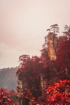 Vertical view of the single tree growing on top of the stone pillar of Tianzi mountains in late autumn,  Zhangjiajie National park, Wulingyuan, Hunan Province, China