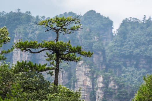 Single tree growing on top of the stone pillar of Tianzi mountains in Zhangjiajie National park, a famous tourist attraction, Wulingyuan, Hunan Province, China
