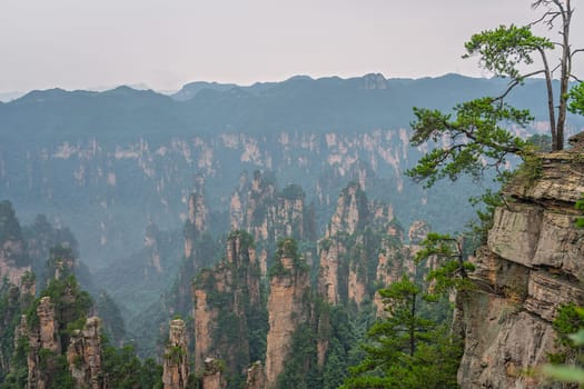 Tree growing on the top of a stone pillar of Tianzi mountains in Zhangjiajie National park which is a famous tourist attraction, Wulingyuan, Hunan Province, China