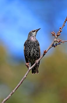 Star Sturnus vulgaris in October