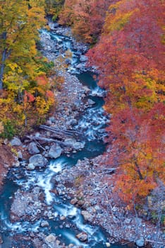 Aerial view of leaf autumn fall season of Forest wodland and river in Akita Tohoku Japan
