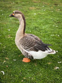 Domestic Greylag Goose, close up of bird on meadow